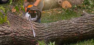 Best Tree Cabling and Bracing  in Florence Graham, CA